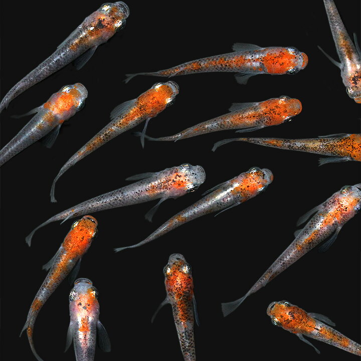 楽天市場 めだか 三色透明鱗メダカ ５匹 Charm 楽天市場店