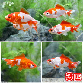 （国産金魚）更紗和金　三つ尾〜四つ尾　平賀養魚場産（3匹）