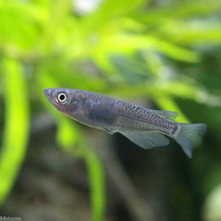 楽天市場 めだか 小川ブラックメダカ ６匹 ホテイ草 ２株 セット Charm 楽天市場店