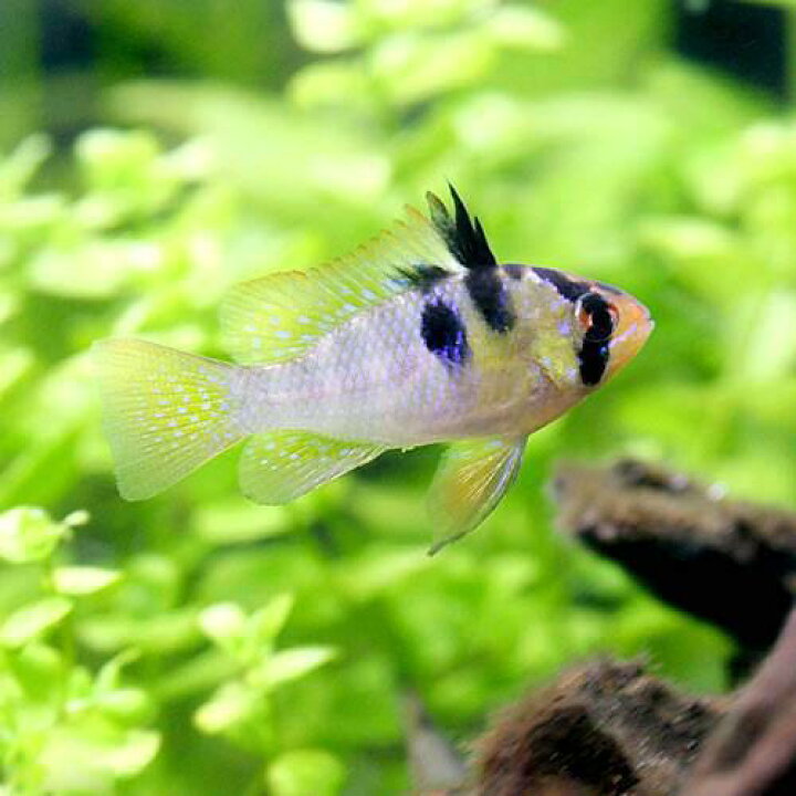 楽天市場 熱帯魚 オランダ ラミレジィ 国産ブリード 5匹 北海道 九州航空便要保温 Charm 楽天市場店 楽天市場 熱帯魚 オランダ ラミレジィ 国産ブリード 5匹 北海道 九州航空便要保温 Charm 楽天市場店