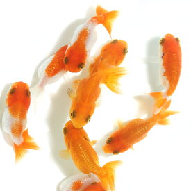 （金魚）らんちゅう　素赤～更紗（タイ産）（1匹）　北海道・九州航空便要保温