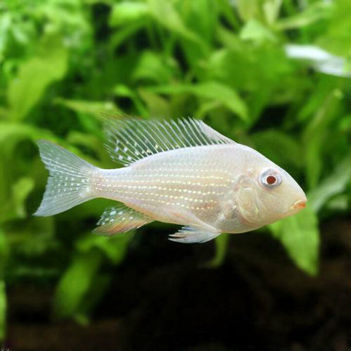 楽天市場 熱帯魚 アカリクティス ヘッケリィ アルビノ １匹 北海道 九州 沖縄航空便要保温 Charm 楽天市場店