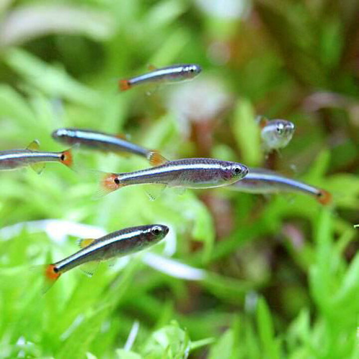 楽天市場 熱帯魚 生餌 アカヒレ ｓサイズ ５００匹 北海道 九州航空便要保温 沖縄別途送料 Charm 楽天市場店