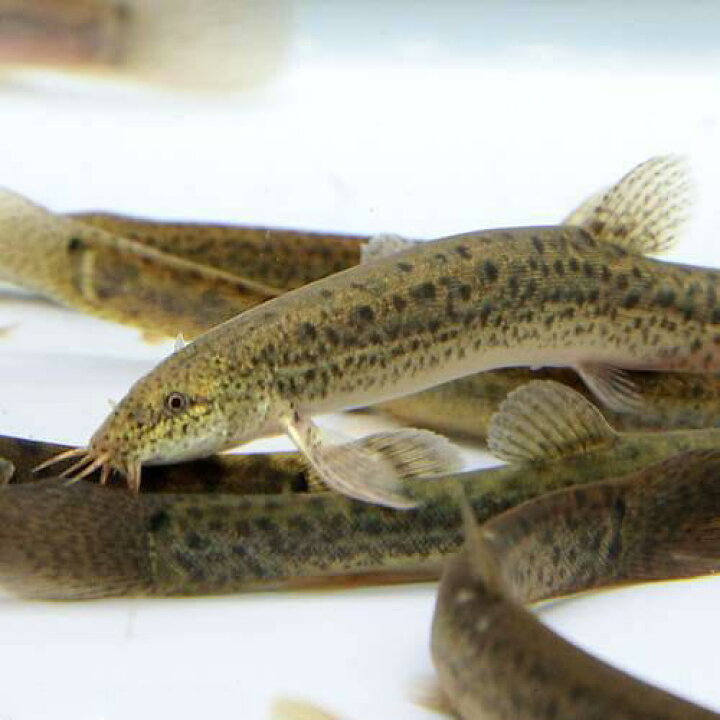 楽天市場 淡水魚 生餌 エサ用ドジョウ どじょう ｍサイズ ５０匹 Charm 楽天市場店