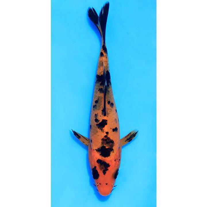 楽天市場】（錦鯉）赤べっ甲 8〜13cm（1匹） : charm 楽天市場店