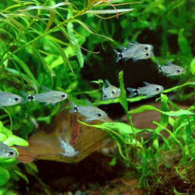 楽天市場 観賞魚 種 観賞魚 コリドラス 人気ランキング1位 売れ筋商品 楽天市場 観賞魚 種 観賞魚 コリドラス 人気ランキング1位 売れ筋商品