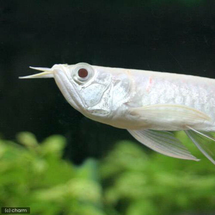 楽天市場 熱帯魚 アルビノシルバーアロワナ ｓサイズ １匹 北海道 九州 沖縄航空便要保温 沖縄別途送料 Charm 楽天市場店