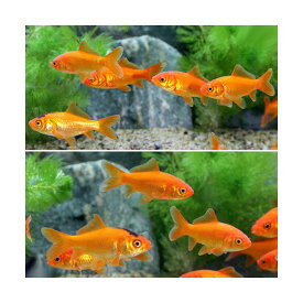 楽天市場 観賞魚 種 観賞魚 オトシンクルス 金魚 熱帯魚 アクアリウム ペット ペットグッズ の通販