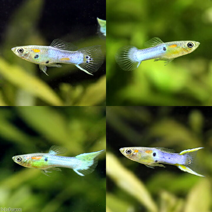 楽天市場 熱帯魚 エンドラーズ グッピー ジャパンブルー オス 外国産 １匹 北海道航空便要保温 Charm 楽天市場店