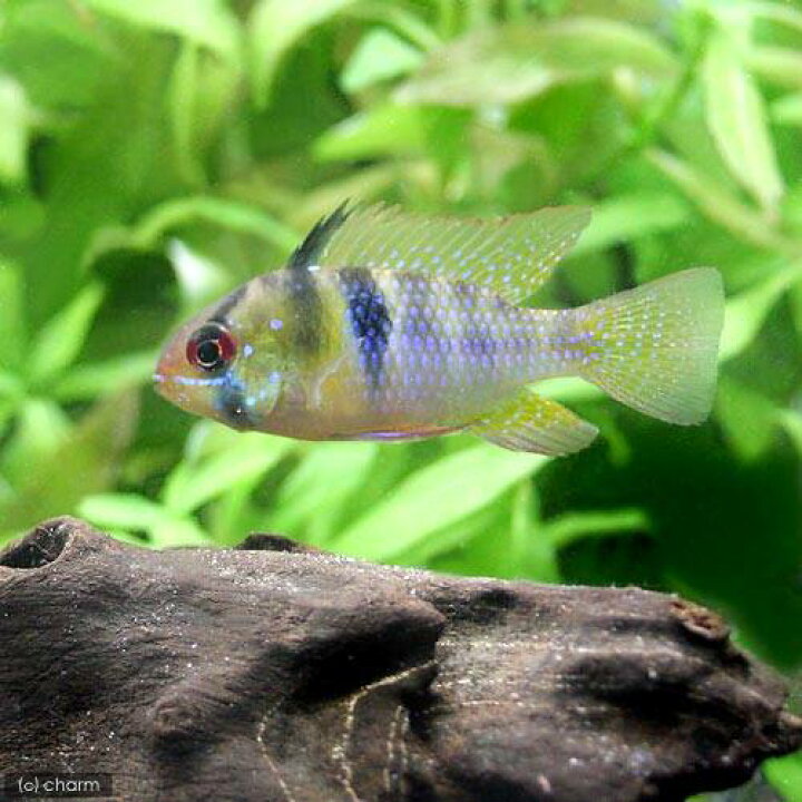 熱帯魚 ジャーマン ラミレジィ 東南ブリード ５匹 北海道 九州 沖縄航空便要保温 ファッションの