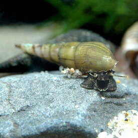 楽天市場 トランペット 貝 ヤドカリ 熱帯魚 アクアリウム ペット ペットグッズの通販