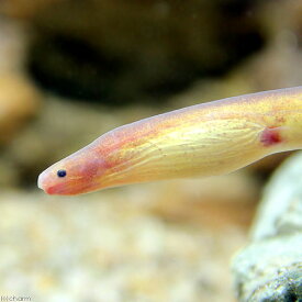（熱帯魚）ピンクイール（1匹）　北海道航空便要保温