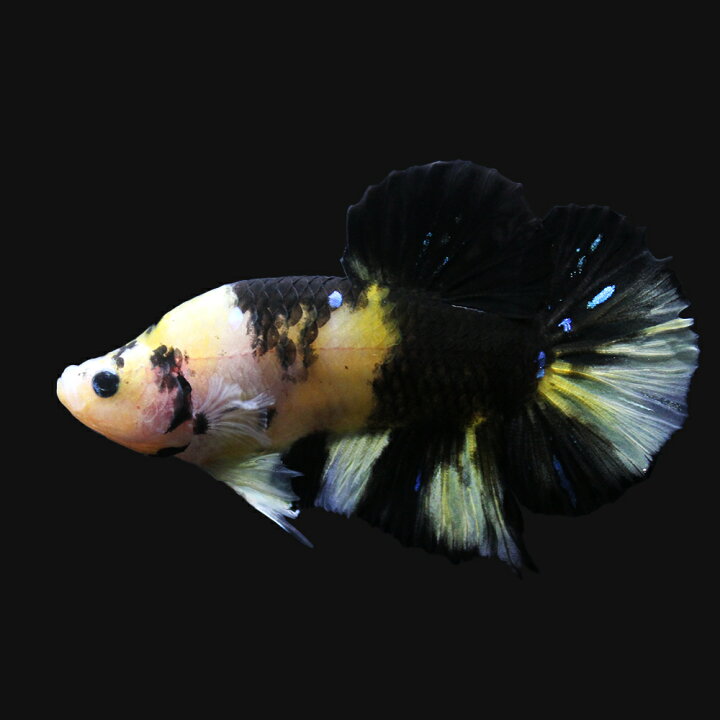 楽天市場 熱帯魚 鯉ベタ ハーフムーンプラカット コイカラー オス 黄色系 １匹 北海道 九州 沖縄航空便要保温 Charm 楽天市場店