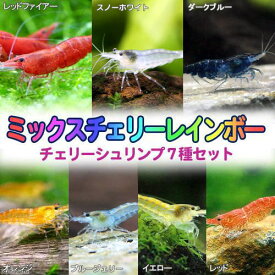 （エビ）ミックスチェリー・レインボー　7種各1匹セット
