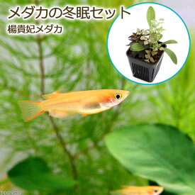 楽天市場 メダカ水草セットの通販 楽天市場 メダカ水草セットの通販