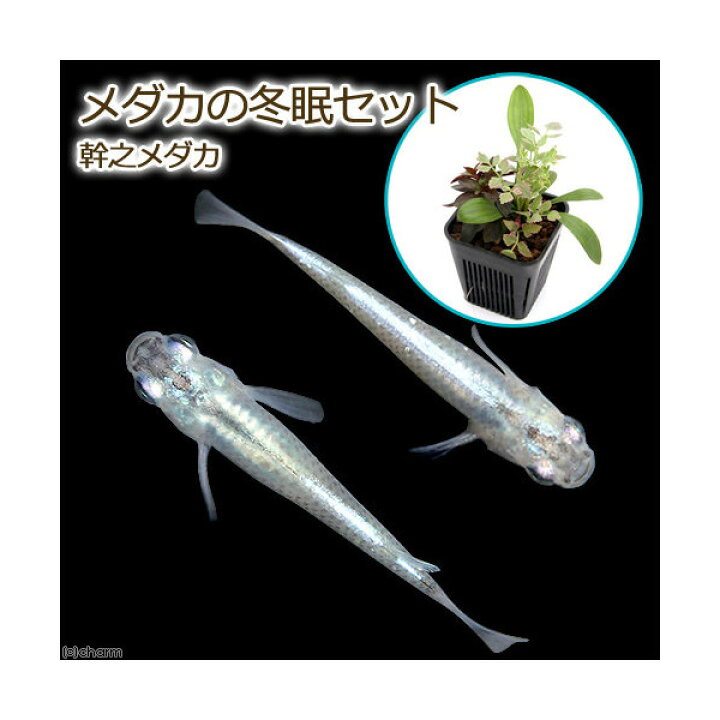 楽天市場 めだか ビオトープ メダカの冬眠セット 幹之メダカ付き ４匹 本州四国限定 Charm 楽天市場店