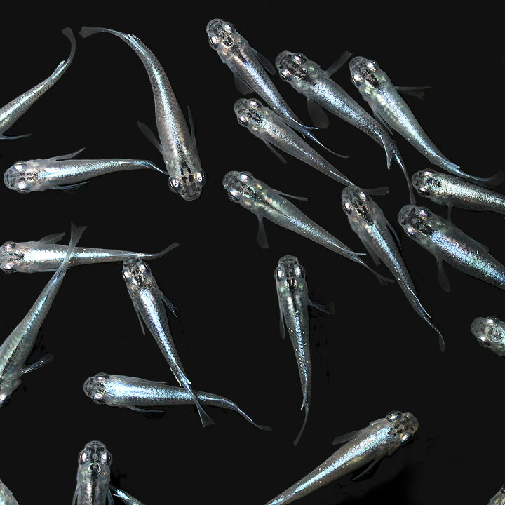 楽天市場 めだか ビオトープ メダカの冬眠セット 幹之メダカ付き 4匹 本州四国限定 Charm 楽天市場店 楽天市場 めだか ビオトープ メダカの冬眠セット 幹之メダカ付き 4匹 本州四国限定 Charm 楽天市場店