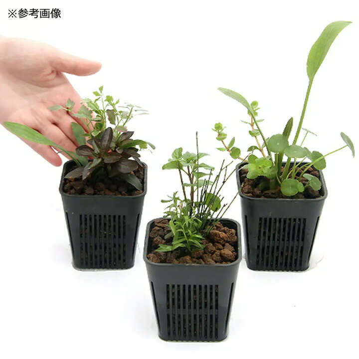 楽天市場 めだか ビオトープ メダカの冬眠セット メダカミックスメダカ付き ４匹 本州四国限定 Charm 楽天市場店