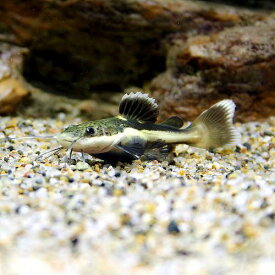 楽天市場 レッドテールキャット 観賞魚 熱帯魚 アクアリウム ペット ペットグッズの通販