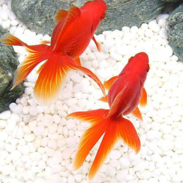 楽天市場】（国産金魚）飯田琉金 6〜8cm（1匹） : charm 楽天市場店