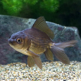 楽天市場 ドラゴン 観賞魚 熱帯魚 アクアリウム ペット ペットグッズの通販 楽天市場 ドラゴン 観賞魚 熱帯魚 アクアリウム ペット ペットグッズの通販