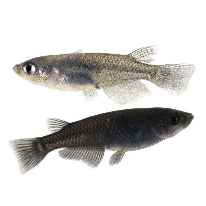 楽天市場 めだか オロチメダカ 3匹 Charm 楽天市場店 楽天市場 めだか オロチメダカ 3匹 Charm 楽天市場店