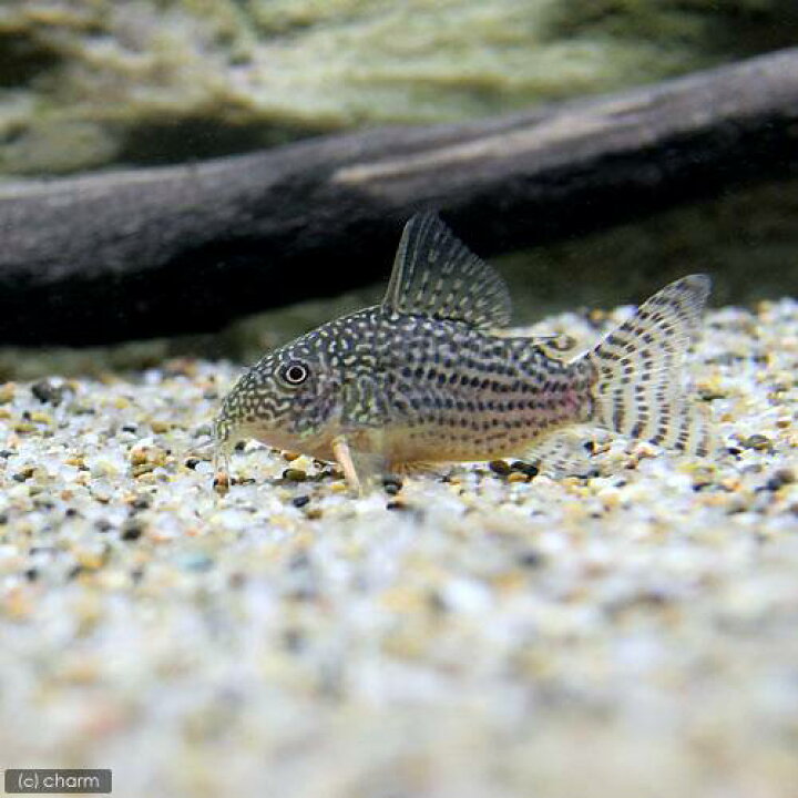 楽天市場】(熱帯魚)(水草)ビギナースタートセット グリーンネオンテトラ(10匹)+コリドラス・ステルバイ(1匹) 北海道航空便要保温 : charm 楽天市場店 楽天市場】(熱帯魚)(水草)ビギナースタートセット グリーンネオンテトラ(10匹)+コリドラス・ステルバイ(1匹) 北海道航空便要保温 : charm 楽天市場店