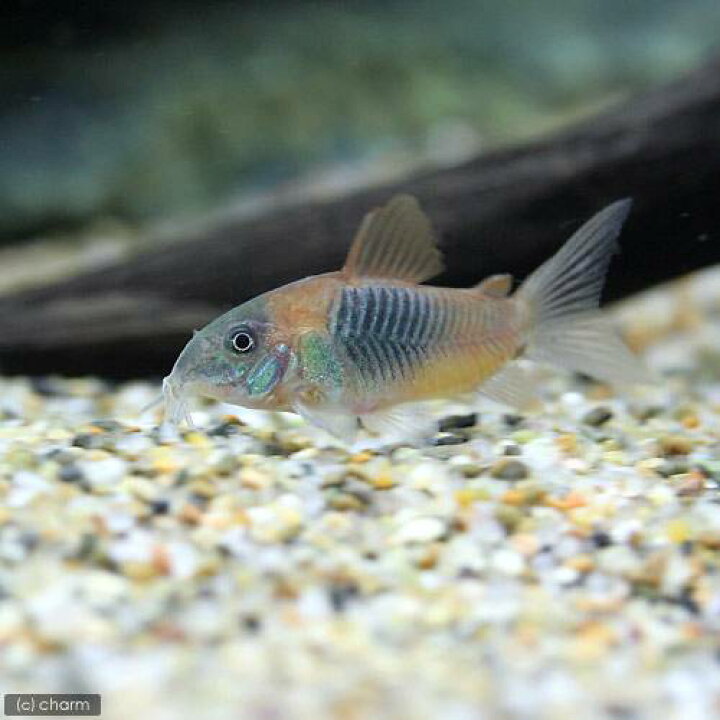 レビューで送料無料 熱帯魚 ３０ｃｍ水槽用小型魚セット カージナルテトラ１０匹 ｃｏ パンダ３匹 北海道航空便要保温 Shipsctc Org