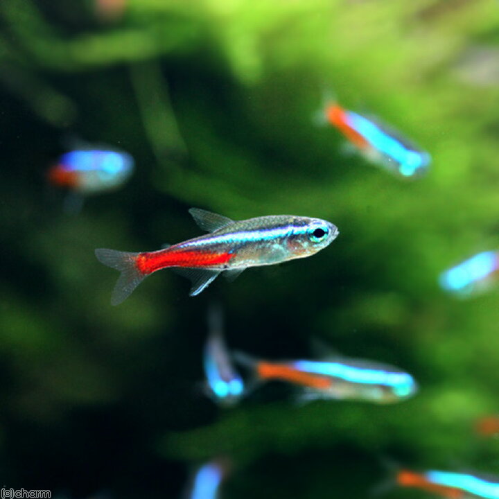 楽天市場】（熱帯魚）（水草）ビギナースタートセット ネオンテトラ 
