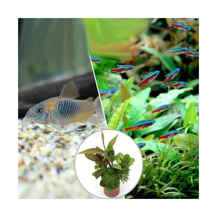 熱帯魚 カージナルテトラ ワイルド 北海道航空便要保温 沖縄別途送料 100匹 熱帯魚 カージナルテトラ ワイルド 北海道航空便要保温 沖縄別途送料 100匹