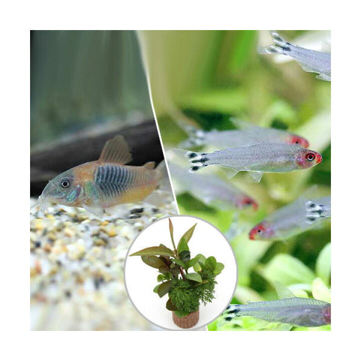楽天市場 熱帯魚 水草 ビギナースタートセット ラミーノーズ テトラ 10匹 コリドラス ベネズエラオレンジ 2匹 北海道 九州 沖縄航空便要保温 Charm 楽天市場店 楽天市場 熱帯魚 水草 ビギナースタートセット ラミーノーズ テトラ 10匹 コリドラス ベネズエラオレンジ 2匹 北海道 九州 沖縄航空便要保温 Charm 楽天市場店