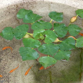 （ビオトープ）水辺植物　ヒシ（3株）　浮葉植物【HLS_DU】