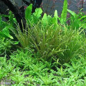 （水草）ブリクサ　ショートリーフ（無農薬）（4株分）