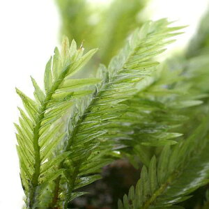 ijzEIESPitji_ji1pbNj