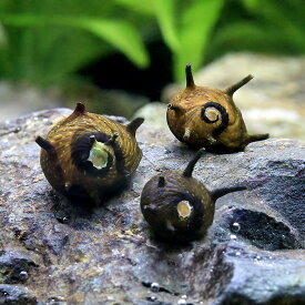 （エビ・貝）サザエ石巻貝（6匹）　北海道・九州航空便要保温