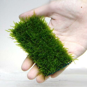 (水草)★育成済★ ウィローモス マット(1個) 10cm×5cm 国産無農薬 前景草 置くだけ 小型水槽 入門種