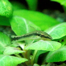 （熱帯魚）オトシンクルス（3匹）　北海道航空便要保温