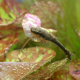 （熱帯魚）オトシンネグロ（ワイルド）（6匹）　北海道・九州航空便要保温