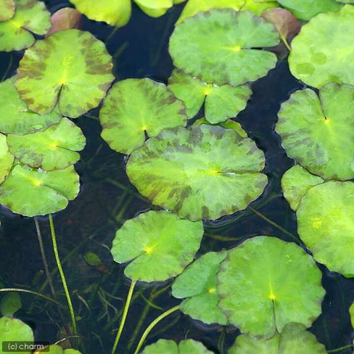 楽天市場 ビオトープ 水辺植物 アサザ １ポット 浮葉植物 休眠株 Charm 楽天市場店