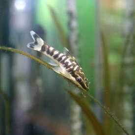 （熱帯魚）ニューゼブラオトシン（1匹）　北海道・九州航空便要保温