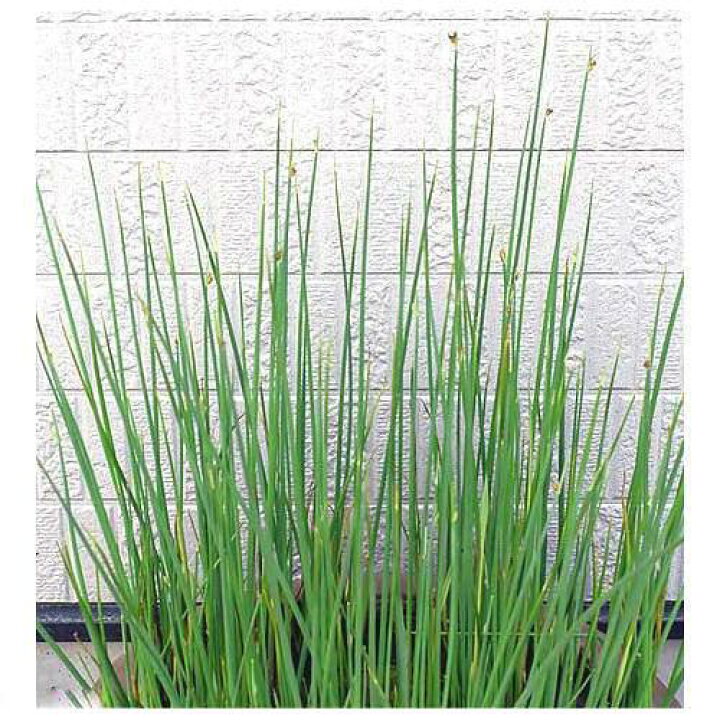 楽天市場 ビオトープ 水辺植物 フトイ １ポット 抽水植物 休眠株 Charm 楽天市場店