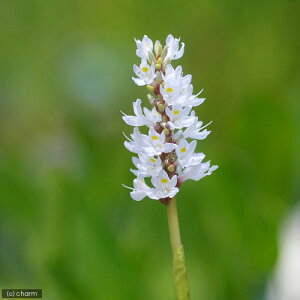 �i�r�I�g�[�v�j�����A���@�|���e�f���A�@�R���_�[�^�@�A���o�i���ԁj�i1�|�b�g�j�@�����A���i�x����ԁj