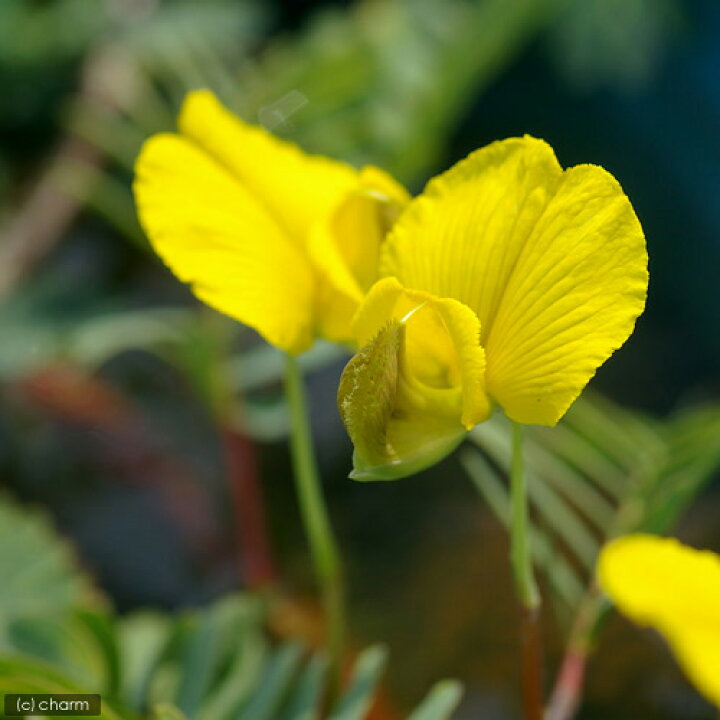 楽天市場 ビオトープ 水辺植物 オオバミズオジギソウ 大葉水含羞草 １０ ２０ｃｍ １本 抽水植物 Charm 楽天市場店