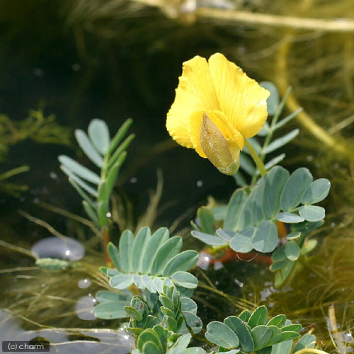 楽天市場 ビオトープ 水辺植物 オオバミズオジギソウ 大葉水含羞草 １０ ２０ｃｍ １本 抽水植物 Charm 楽天市場店