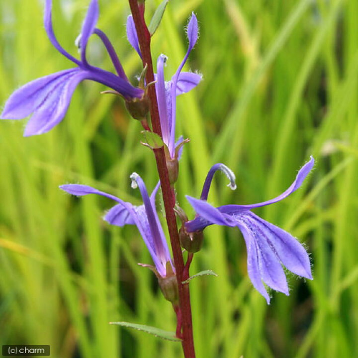 楽天市場 ビオトープ 水辺植物 サワギキョウ 1ポット 湿生植物 休眠株 Charm 楽天市場店 楽天市場 ビオトープ 水辺植物 サワギキョウ 1ポット 湿生植物 休眠株 Charm 楽天市場店