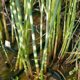 （ビオトープ）水辺植物　ヨコシマフトイ（1ポット）　抽水植物【HLS_DU】