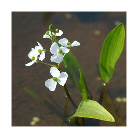 （ビオトープ）水辺植物　ヒメオモダカ（1ポット）　抽水植物【HLS_DU】