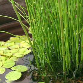 （ビオトープ）水辺植物　ミズトクサ（1ポット）　抽水植物【HLS_DU】