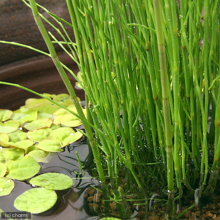 255円 【SALE/64%OFF】 ビオトープ 水辺植物 トクサ 1ポット 抽水〜湿生植物 255円 【SALE/64%OFF】 ビオトープ 水辺植物 トクサ 1ポット 抽水〜湿生植物