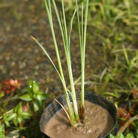 楽天市場 抽水植物の通販 楽天市場 抽水植物の通販